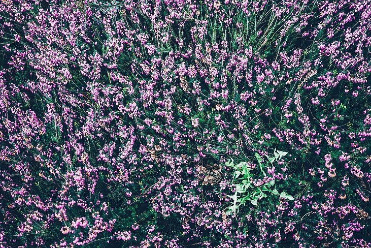 rośliny i kwiaty - Ceneo.pl to najlepsze dodatki na Twój balkon